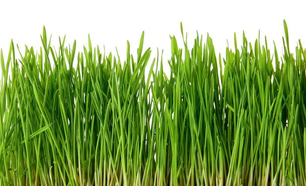 Beyaz arkaplanda taze yeşil buğday çimi - Fotoğraf, Görsel