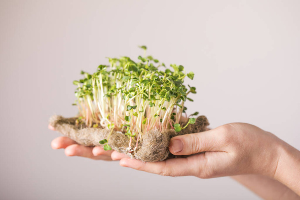 Microgreen radish sprouts in female hands. Raw sprouts, micro greens, seed germination at home. Vegan and healthy eating concept. - Zdjęcie, obraz