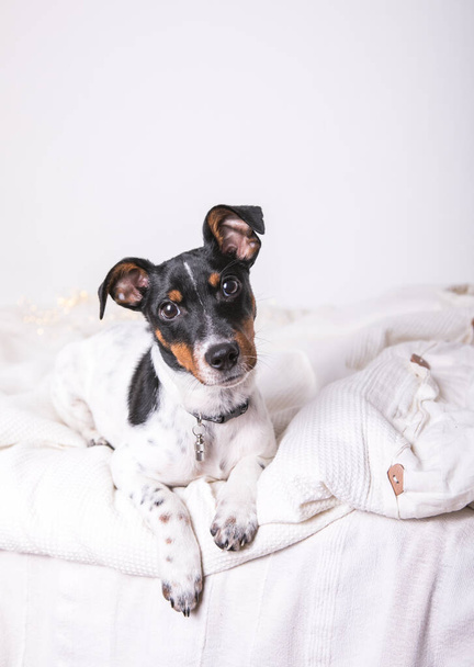 A small white dog puppy breed Jack Russel Terrier with beautiful eyes lays on white blanket - Photo, Image