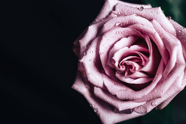 黒を基調としたピンク色の美しい新鮮なバラ。テキスト用の場所。グリーティングカードの写真. - 写真・画像