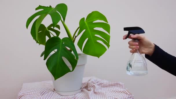 woman hand splashes water,spray from a bottle on a monstera plant at home. cleaning the house. Home flowers care. Grow at home concept - Footage, Video