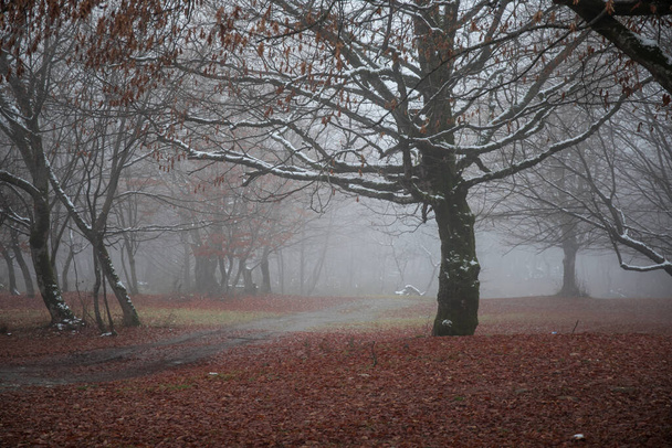 Τοπίο με όμορφη ομίχλη στο δάσος σε λόφο ή μονοπάτι μέσα από ένα μυστηριώδες χειμερινό δάσος με φθινοπωρινά φύλλα στο έδαφος. Δρόμος μέσα σε χειμερινό δάσος. Μαγική ατμόσφαιρα. Φύση του Αζερμπαϊτζάν - Φωτογραφία, εικόνα