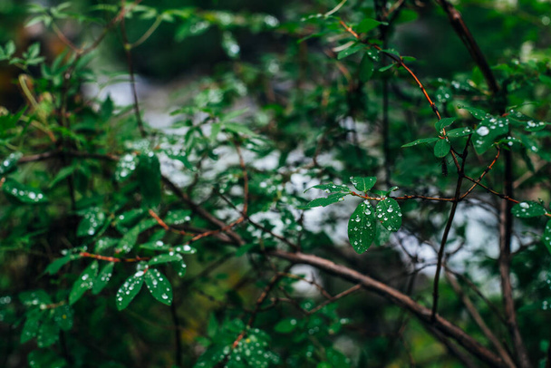Beautiful wild flora in dark forest. Green leaves of small tree with droplets. Atmospheric taiga background of fresh greenery with drops close-up. Scenic woodland vivid backdrop with wet green foliage - Foto, afbeelding