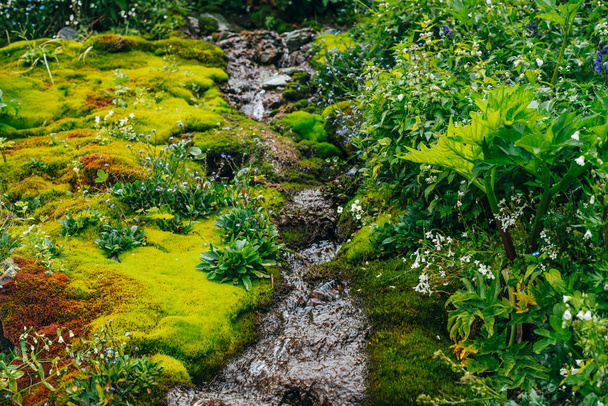 太い苔と緑豊かな植生の間で明確な春の水の流れと風景。新鮮な緑と多くの小さな花と苔むした斜面に山の小川。豊かな高山植物とカラフルな風景. - 写真・画像
