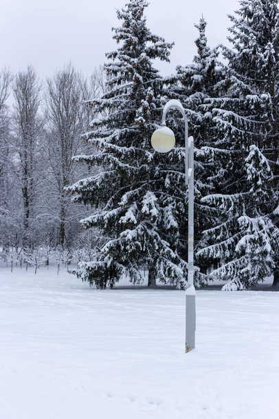 Street lamp in a snowy park. Frozen. - 写真・画像