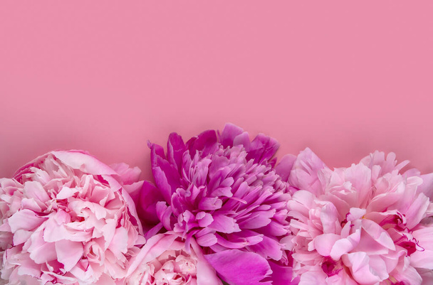 Frame of pink peonies on a pink background copy space - Foto, Imagen