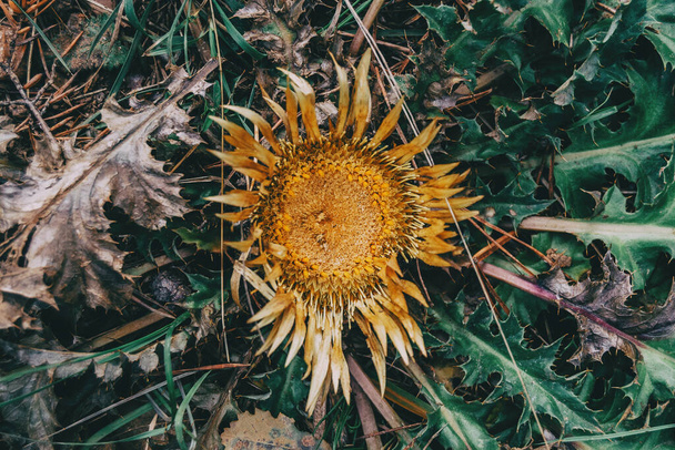 dry yellow carlina flower with pointed leaves on the ground of a field - Photo, Image