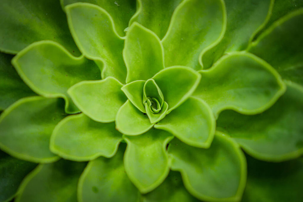 Exuberante verde echeveria planta hoja patrón vista de arriba hacia abajo. De cerca..  - Foto, Imagen