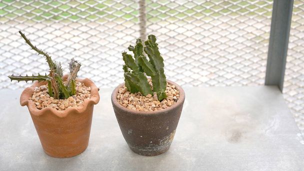Plantas de cactus dentro de la casa. Cactus, planta de postre en muchos tipo y forma con aguja como hoja. Variedad de cactus en maceta y jardín. Suculentas plantas crecen área seca - Foto, imagen