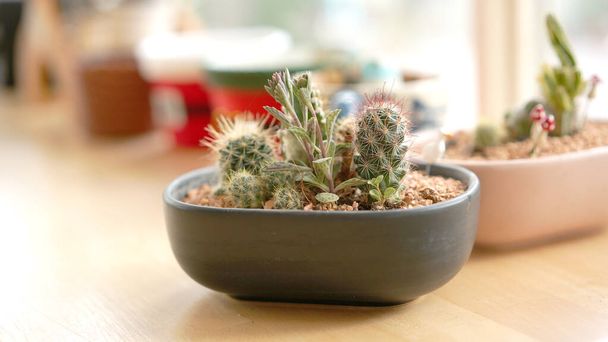Plantas de cactus dentro de la casa. Cactus, planta de postre en muchos tipo y forma con aguja como hoja. Variedad de cactus en maceta y jardín. Suculentas plantas crecen área seca - Foto, imagen