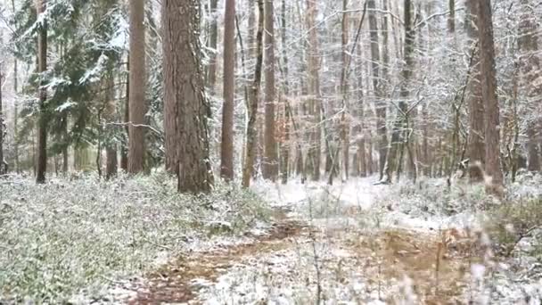 Een wandeling in het bos bedekt met sneeuw - Video