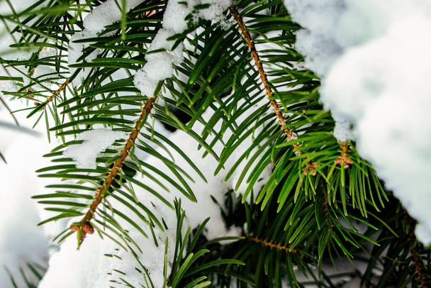 Zelené smrkové větve pokryté sněhem. Sněžná zima. Sněhem pokryté stromy. Nový rok a Vánoce. Detailní záběr. - Fotografie, Obrázek