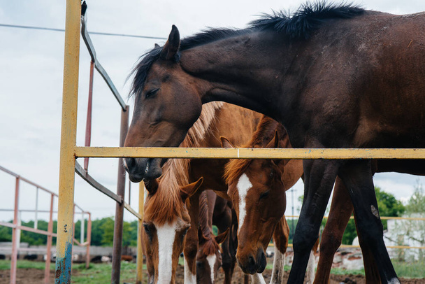 Feeding beautiful and healthy horses on the ranch. Animal husbandry and horse breeding - 写真・画像