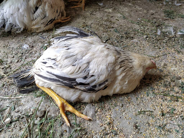 Άρρωστο, ετοιμοθάνατο κοτόπουλο σε ένα κοτέτσι σε μια φάρμα - Φωτογραφία, εικόνα