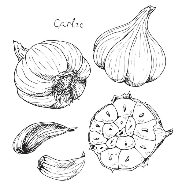 Head of garlic. traditional medicine. Herb. Whole plant, fresh root, cut in half, slices, parts, peel. Spicy condiment. Isolated clipart set on white background. Hand-drawn ink sketch. - Vektor, Bild