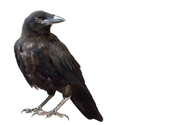 Corvo preto isolado sobre um fundo branco. Um corvo preto está sentado sobre uma pedra. - Foto, Imagem