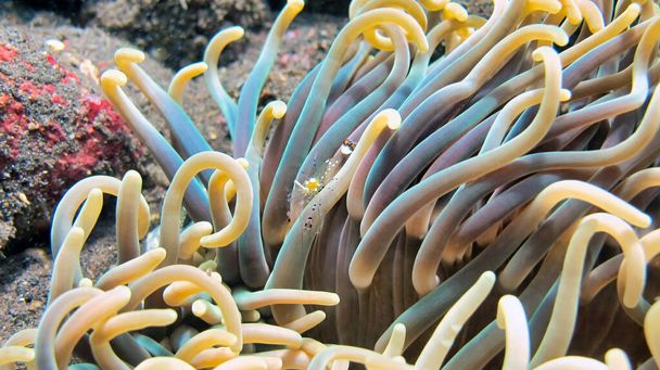 Οι ανεμώνες ή οι θαλάσσιες ανεμώνες είναι μια σειρά θαλάσσιων πτυσσόμενων από την κατηγορία των κοραλλιογενών πολύποδων. Ηρεμιστικοί οργανισμοί που ζουν σε στέρεο έδαφος - Φωτογραφία, εικόνα