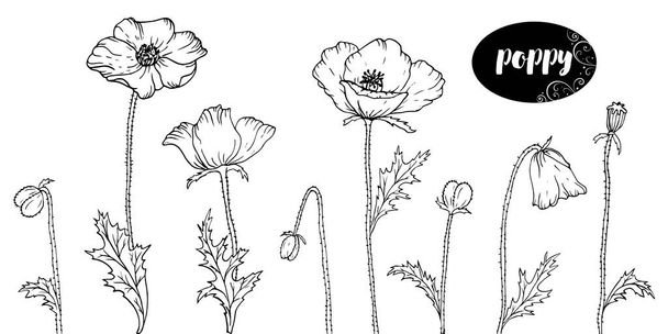 Vector line art with poppies. Monochrome floral background wallpaper. Flower element design for web, print and fabric. - Vector, Image