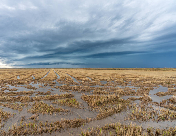 Koyu fırtınalı bulutların altında pirinç tarlalarını sel bastı. - Fotoğraf, Görsel