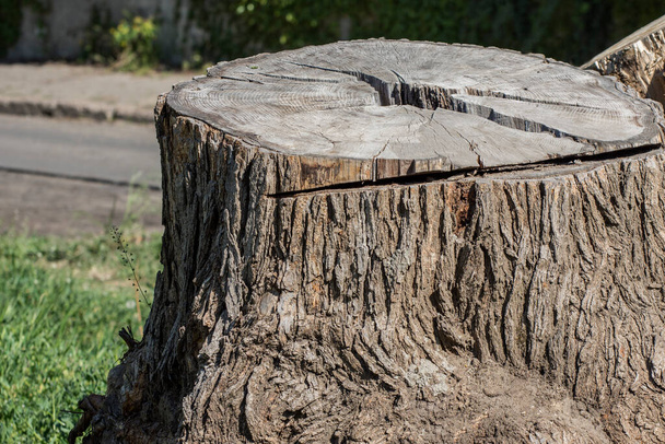 Viejo tronco de un gran árbol. Silvicultura y poda. - Foto, imagen