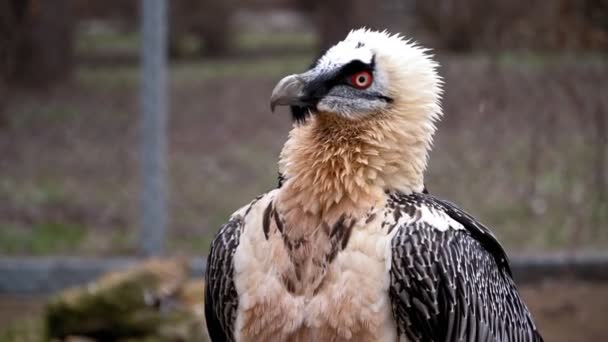 Ein schöner Vogel mit roten Augen dreht sich im Zoo um 360 Grad. - Filmmaterial, Video
