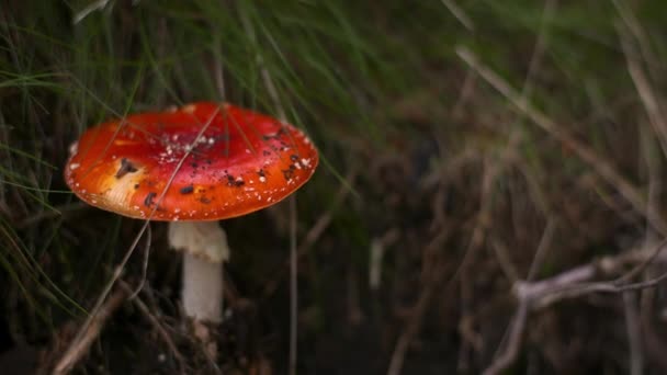 Επικίνδυνο κόκκινο toadstool στο δάσος - Πλάνα, βίντεο