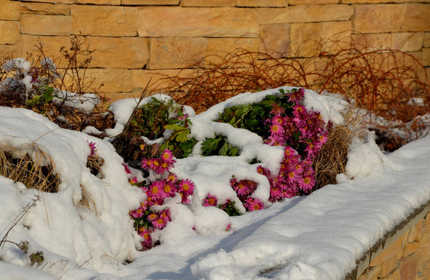 ornamental flower beds with grasses and perennials in winter. snowy perennials in a flowerbed with a brown marl, sandstone wall. a few ornamental plant bloom in January are not many. asters can pink  - Photo, Image