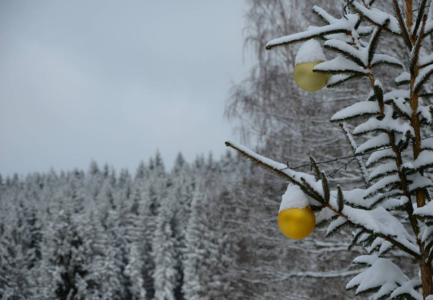 gold ornaments on a snowy spruce tree. big balls in the background of spruce forest, for Christmas greetings. green coniferous twigs are covered with snow in the garden - Photo, Image