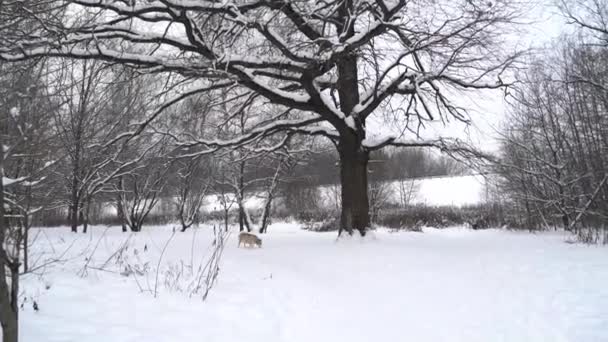Chien husky enceinte avec hétérochromie et yeux multicolores en hiver se promène dans la forêt, renifle un arbre et court à la caméra - Séquence, vidéo