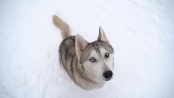 Cão husky grávida com heterocromia e olhos multicoloridos que se parecem com um lobo no inverno senta-se e espera por direções e um deleite - Filmagem, Vídeo