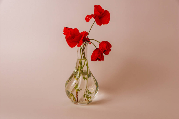 A transparent glass vase with poppy flowers isolated on pastel peach background - Photo, image