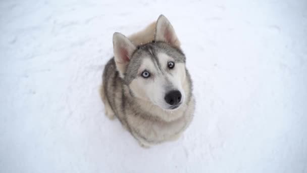 ヘテロクロミアと冬にオオカミのように見える多色の目を持つ妊娠中のハスキー犬は座って方向と治療を待っています - 映像、動画