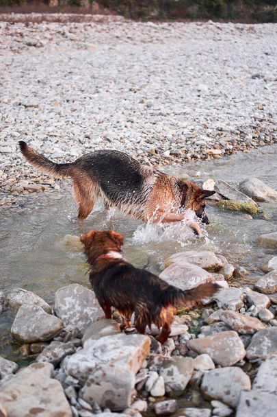 Dorosły czarny i czerwony Owczarek niemiecki bawi się w wodzie z przyjacielem mały brązowy kundel szczeniak. Gry dla psów na świeżym powietrzu w górskiej rzece. - Zdjęcie, obraz