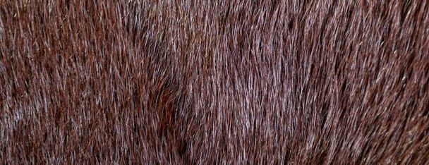 panorama mink coat texture - Photo, Image