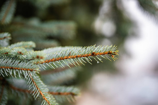 A closeup shot of a green fir tree branch covered in dewdrops on a blurred background - Foto, immagini