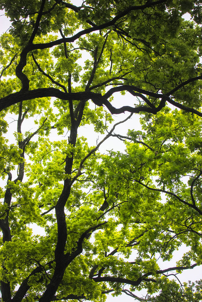 Couronnes de grands chênes aux jeunes feuilles vertes luxuriantes au printemps, unité avec la nature - Photo, image