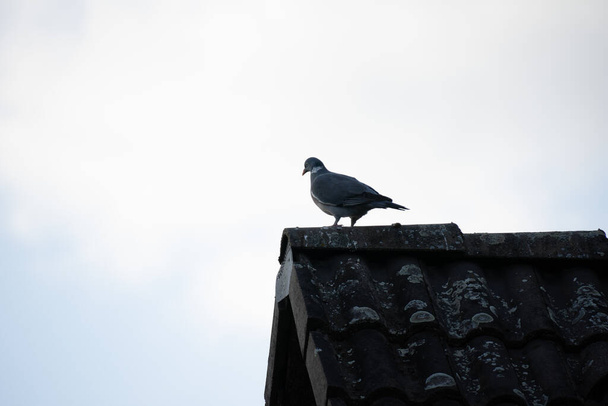 A pigeon perched on a roof under a cloudy sky - Fotó, kép