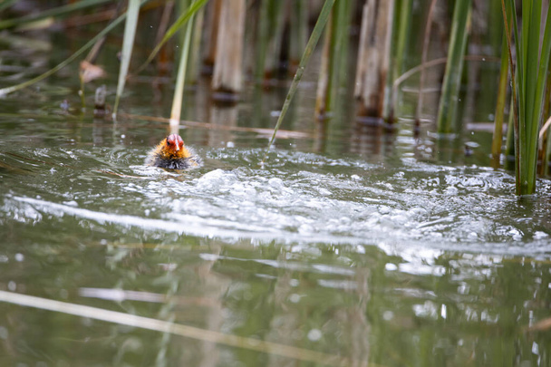 Jeden hnízdící fulica atra pták plave v jezírku mezi rákosím. Zelené rákosí se odráží ve vodě. - Fotografie, Obrázek