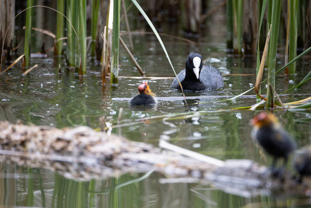 Pták fulica atra plave vedle svého hnízda v jezírku. Zelené rákosí se odráží ve vodě. - Fotografie, Obrázek