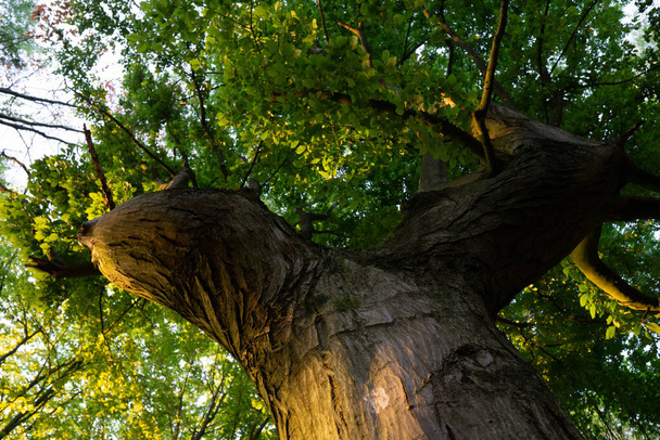 A closeup shot of an old green tree with unusual shape in a daytime - Zdjęcie, obraz