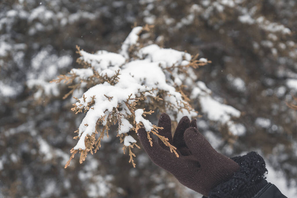 A shot of a hand wearing knitted glove holding a fir branch covered with snow - Foto, immagini