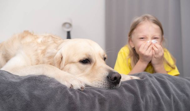Ein kleines Mädchen im gelben T-Shirt niest neben dem Hund in eine Serviette. Tierallergie. Trendfarben 2021 grau und gelb. - Foto, Bild