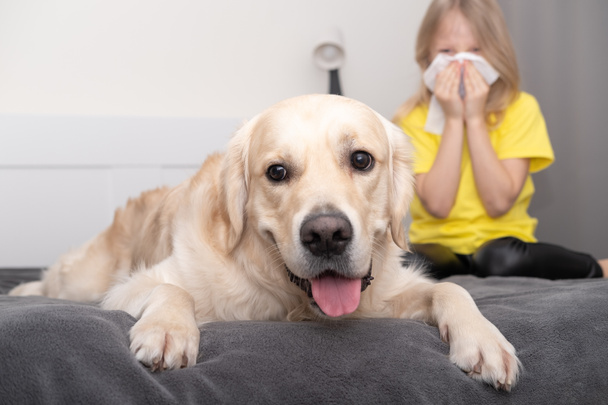 Uma menina em uma camiseta amarela espirra em um guardanapo perto do cão. Alergia a animais. Tendência de cores de 2021 cinza e amarelo. - Foto, Imagem
