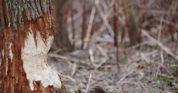 森の中のハーフカット木の幹 - 映像、動画