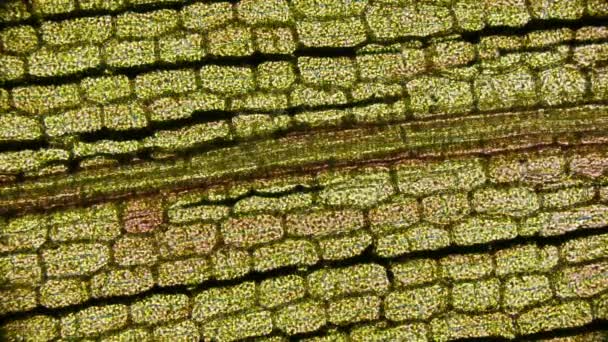 рух хлоропластів з хлорофілом у листі елодеї під мікроскопом - Кадри, відео