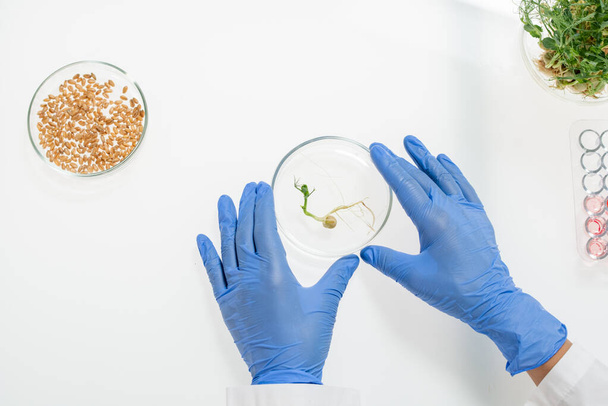 Overview of gloved hands of researcher touching petri dish containing lab-grown soy sprouts during work in modern scientific laboratory - Valokuva, kuva