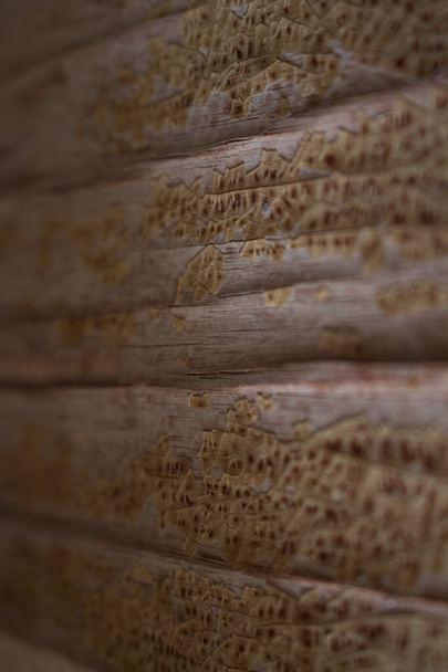 Γκρι ξύλινο ριγέ τοίχο.Ρεαλιστική υφή από φυσικό παλαιωμένο shabby ξύλο με θαμπάδα effect.Concept για την παρουσίαση του προϊόντος, mockup, πρότυπο και δημιουργικό wallpaper. Επιλεκτική εστίαση, φυσικός φωτισμός. - Φωτογραφία, εικόνα