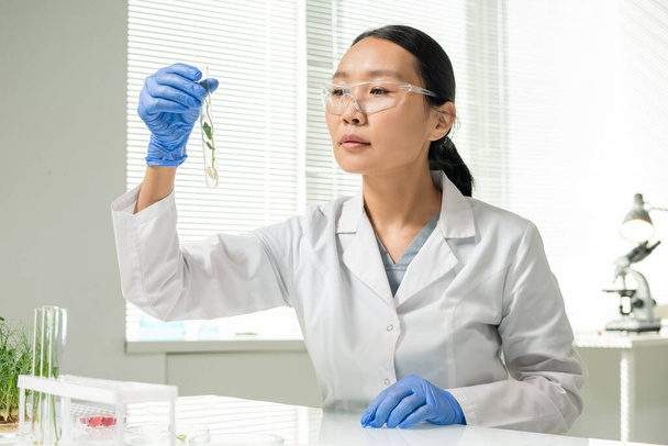 Mladá asijská laboratorní pracovnice v rukavicích, bílých pláštích a ochranných brýlích při pohledu na baňku obsahující zelenou, laboratorně pěstovanou sójovou kapustu - Fotografie, Obrázek
