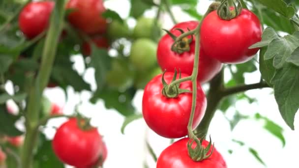 Красные помидоры на ветке на органической ферме. - Кадры, видео