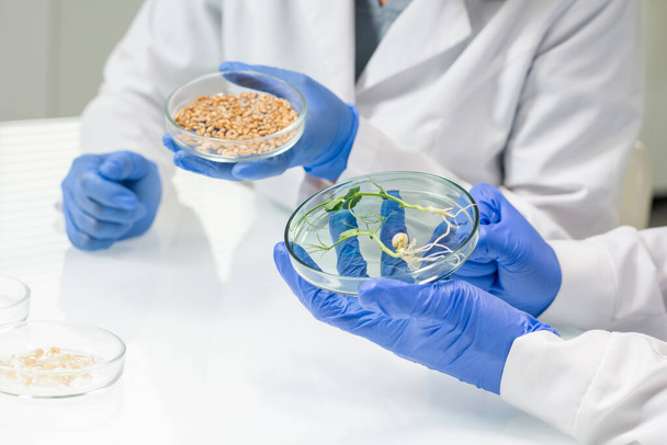 Gloved hands of two contemporary lab workers or researchers in whitecoats sitting by table and studying soy grains and lab-grown sprouts - Foto, Imagem